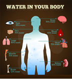 Water In Your Body